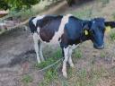 Holstein üsző