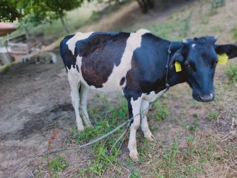 Holstein üsző Holstein üsző