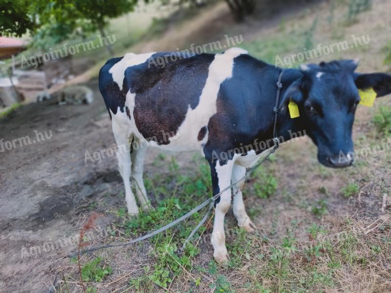 Holstein üsző