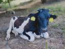 Holstein üsző