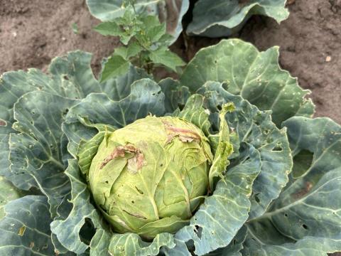 Takarmánykáposzta Takarmánykáposzta