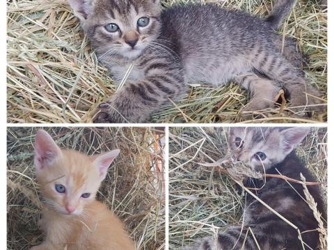 Kiscicák ajándékba vihetők Kiscicák ajándékba vihetők