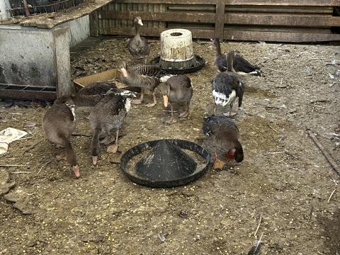 2 nagy lilik és 7 nyári lúd 2 nagy lilik és 7 nyári lúd