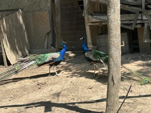 Kék szárnyú páva pár, vad színű páva pár és szaporulatok Kék szárnyú páva pár, vad színű páva pár és szaporulatok