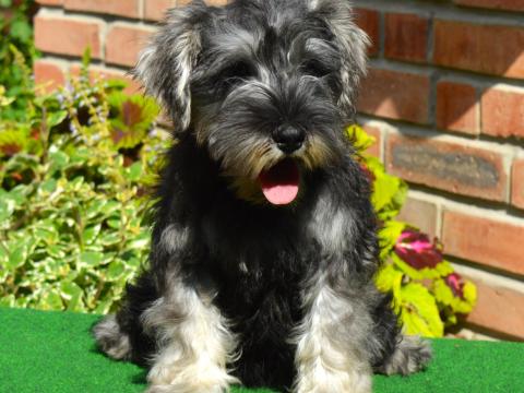 Törpe schnauzer só-bors szuka Törpe schnauzer só-bors szuka