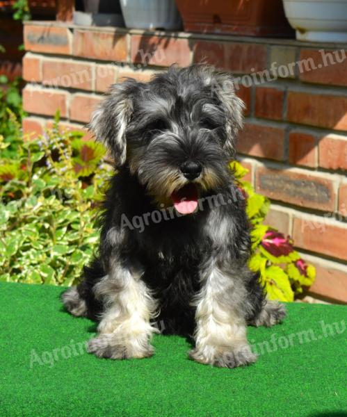 Törpe schnauzer só-bors szuka