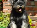 Törpe schnauzer só-bors szuka