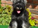 Törpe schnauzer só-bors szuka