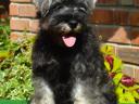 Törpe schnauzer só-bors szuka