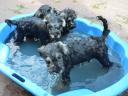 Törpe schnauzer só-bors szuka
