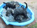 Törpe schnauzer só-bors szuka