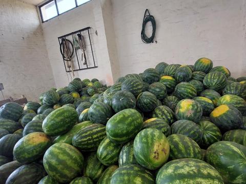 Eladó erdőtelki saját termesztésű görögdinnye Eladó erdőtelki saját termesztésű görögdinnye