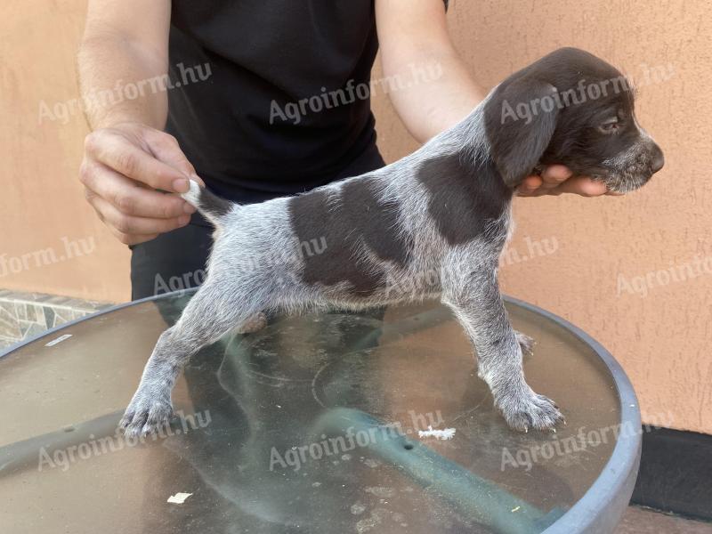 Drótszőrű német vizsla jellegű kiskutyák