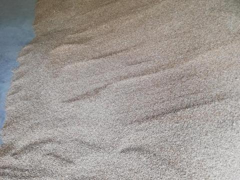 Tritikálé eladó Tritikálé eladó