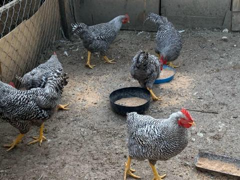 Amrock Jérce Kakas Amrock Jérce Kakas