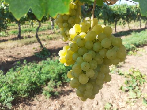 Kézi szüretelésű Irsai Olivér szőlő eladó Kézi szüretelésű Irsai Olivér szőlő eladó