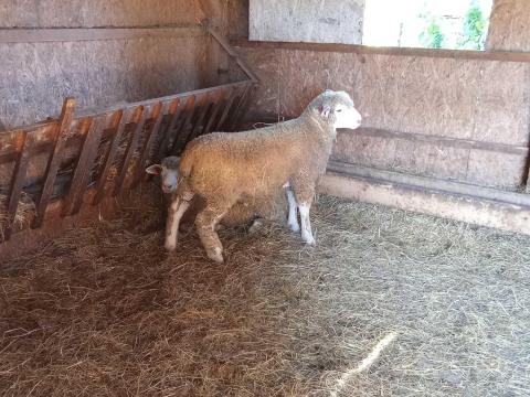 Ile de France növendék kos Ile de France növendék kos