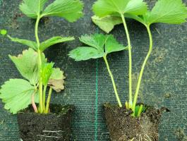 Földlabdás eper palánta