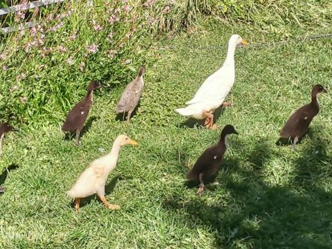 India csigaevő futókacsa eladó India csigaevő futókacsa eladó