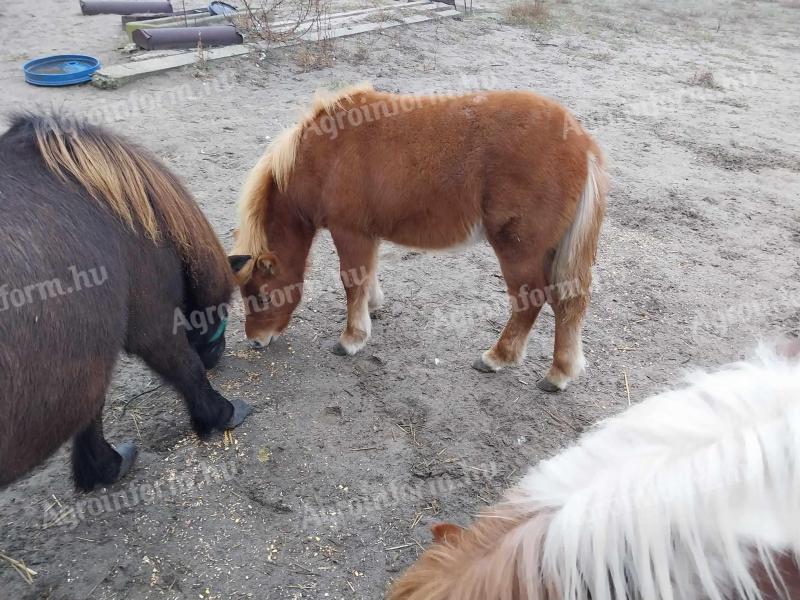 Shetlandi mura póni, 7 hónapos csődör csikó eladó