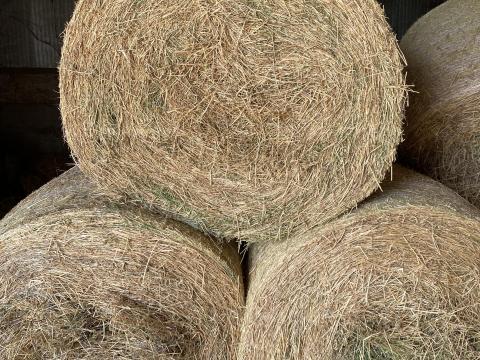 Lucerna bála Lucerna bála