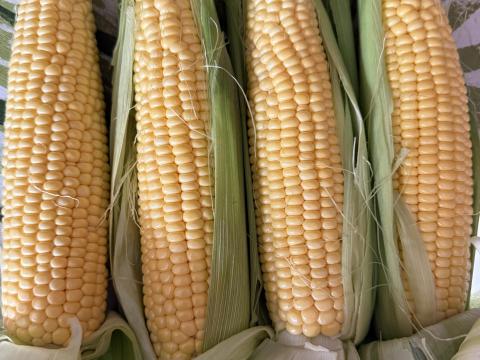 Csemegekukorica szuperédes eladó Csemegekukorica szuperédes eladó