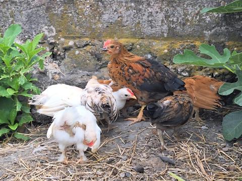 Japán kakasok (9 hetesek) elvihetők Szadáról Japán kakasok (9 hetesek) elvihetők Szadáról