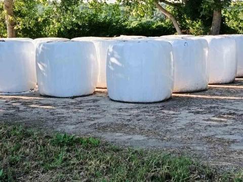 Rozs szenázs eladó 130 x 130 Rozs szenázs eladó 130 x 130