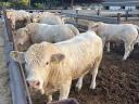 Charolais tenyészbika eladó