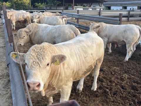 Charolais tenyészbika eladó Charolais tenyészbika eladó
