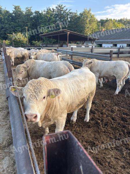 Charolais tenyészbika eladó