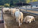 Charolais tenyészbika eladó