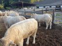 Charolais tenyészbika eladó