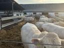 Charolais tenyészbika eladó