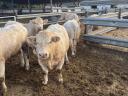 Charolais tenyészbika eladó