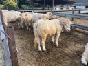 Charolais tenyészbika eladó