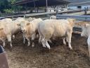 Charolais tenyészbika eladó