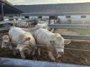 Charolais tenyészbika eladó