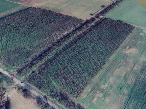 Tápióság külterületén akácerdő eladó Tápióság külterületén akácerdő eladó