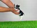 Törzskönyves Biewer Yorkshire terrier yorki kiskutya