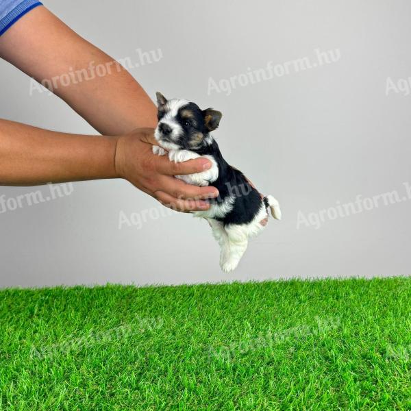 Törzskönyves Biewer Yorkshire terrier yorki kiskutya