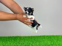 Törzskönyves Biewer Yorkshire terrier yorki kiskutya