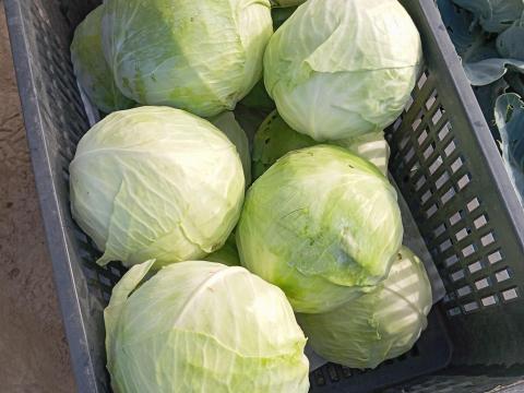 Fejeskáposzta eladó Fejeskáposzta eladó