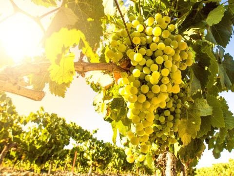 Szőlő eladó Sauvignon, Ottonel fajta 200 Szőlő eladó Sauvignon, Ottonel fajta 200