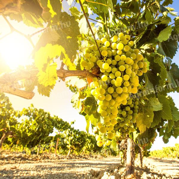 Szőlő eladó: Sauvignon, Kékfrankos, Olaszrizling, Rizling, Saszla 180