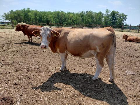 Magyartarka másodszor vemhes Magyartarka másodszor vemhes