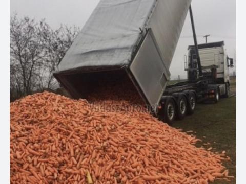 Sárgarépa takarmány eladó Mórahalmon Sárgarépa takarmány eladó Mórahalmon