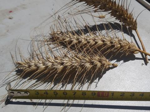 Búza eladó Búza eladó