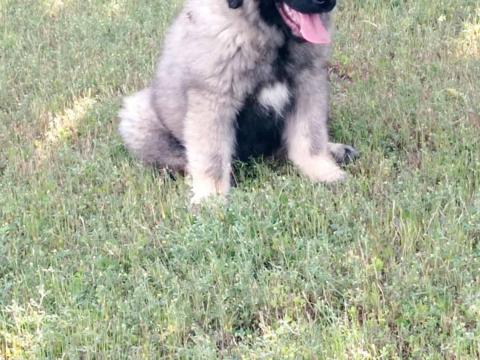 Sarplaninac kölykök eladók tenyéesztőtől Sarplaninac kölykök eladók tenyéesztőtől