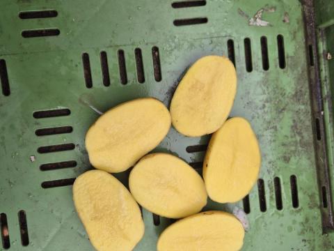 Nagykereskedelmi mennyiségű burgonyát kínálok eladásra